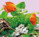 Juwel Aquarium LED Colour 590 mm – Pasuje do MultiLux LED, energooszczędne oświetlenie