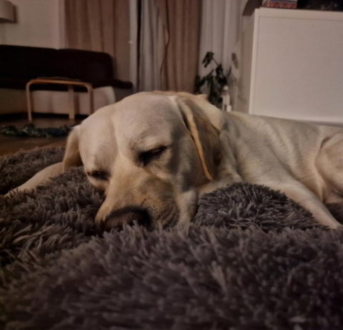 Grand Filippo Fluffy – puszyste legowisko dla psa i kota, 100 cm, ręcznie robione, pranie w pralce Grand Filippo Fluffy – puszyste legowisko dla psa i kota, 100 cm, ręcznie robione, pranie w pralce