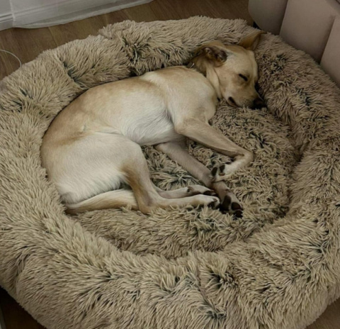 Grand Filippo Fluffy – puszyste legowisko dla psa i kota, 100 cm, ręcznie robione, pranie w pralce Grand Filippo Fluffy – puszyste legowisko dla psa i kota, 100 cm, ręcznie robione, pranie w pralce